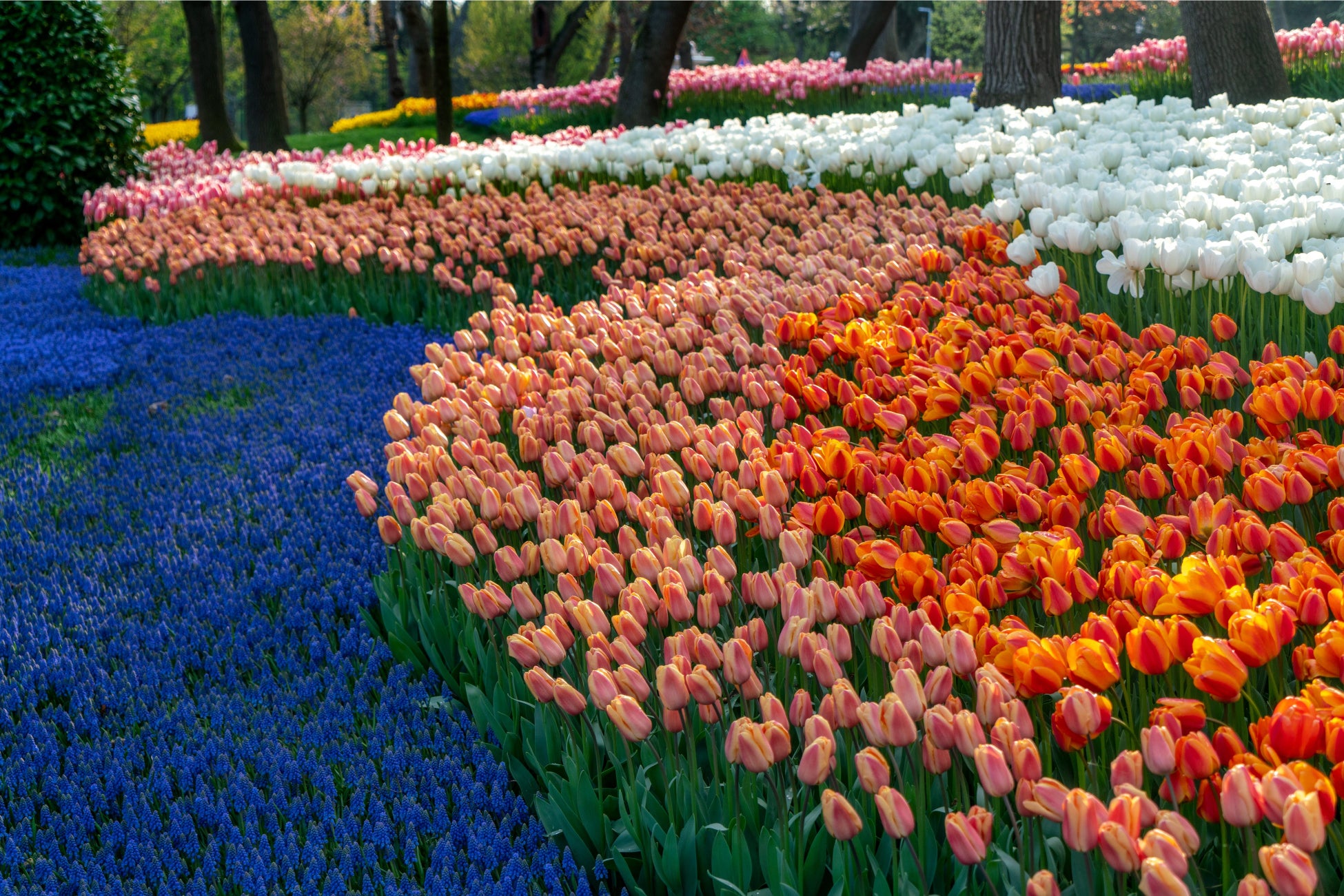 「エミルガン公園のチューリップ」①