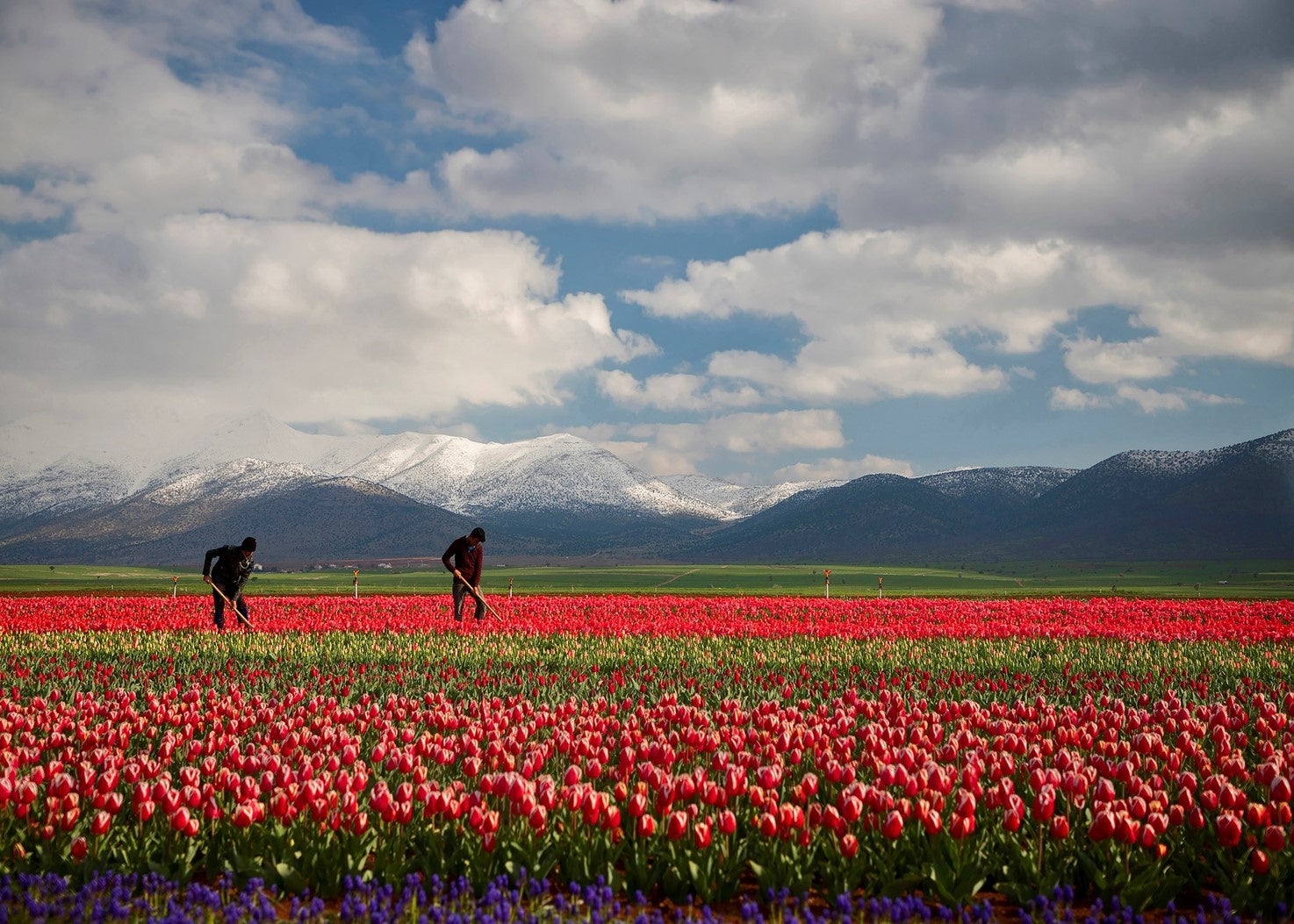 Laleler チューリップ©Özge ASLANKARA（オズゲ・アスランカラ）