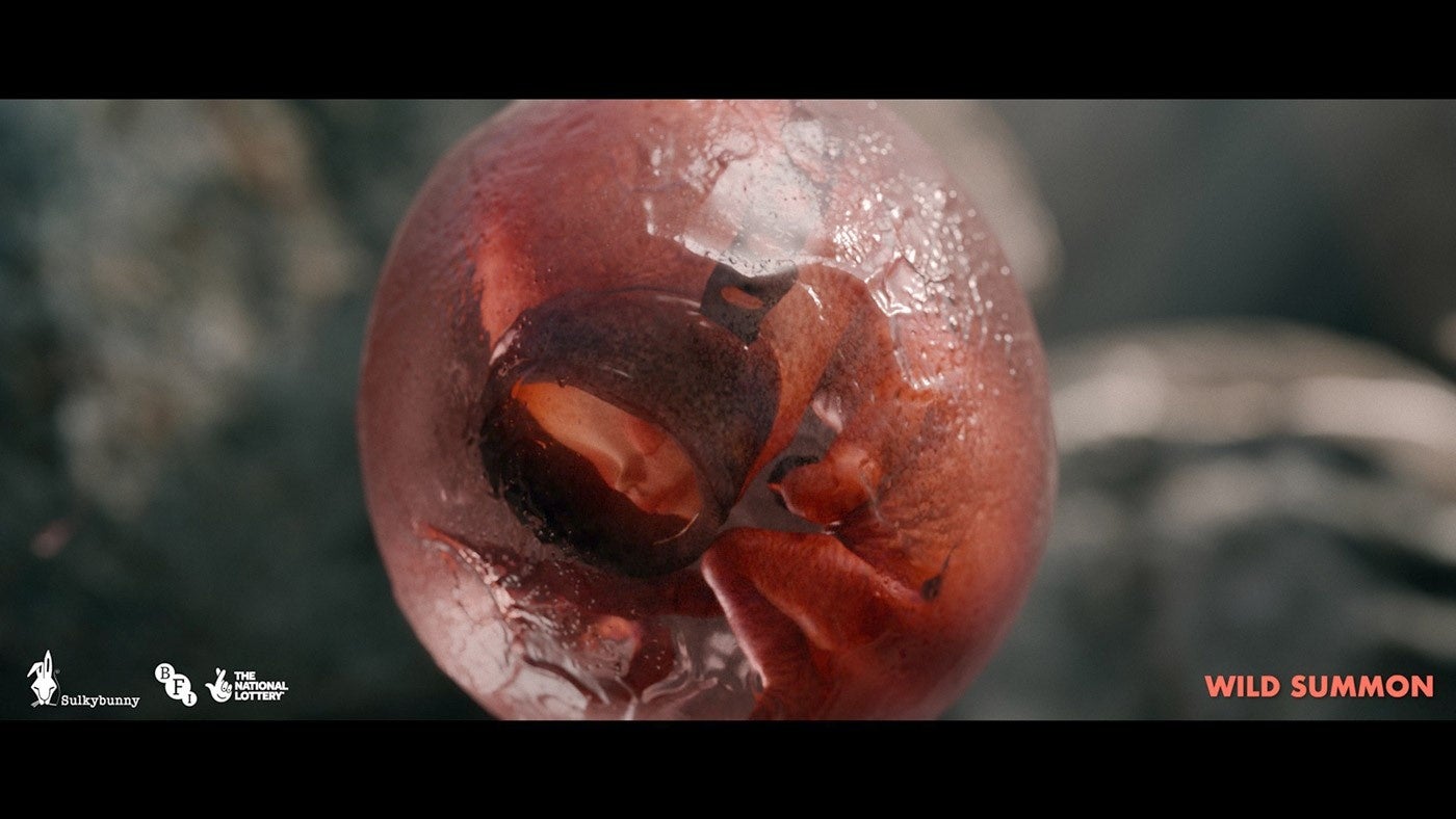 『ワイルドサモン』（WILD SUMMON）