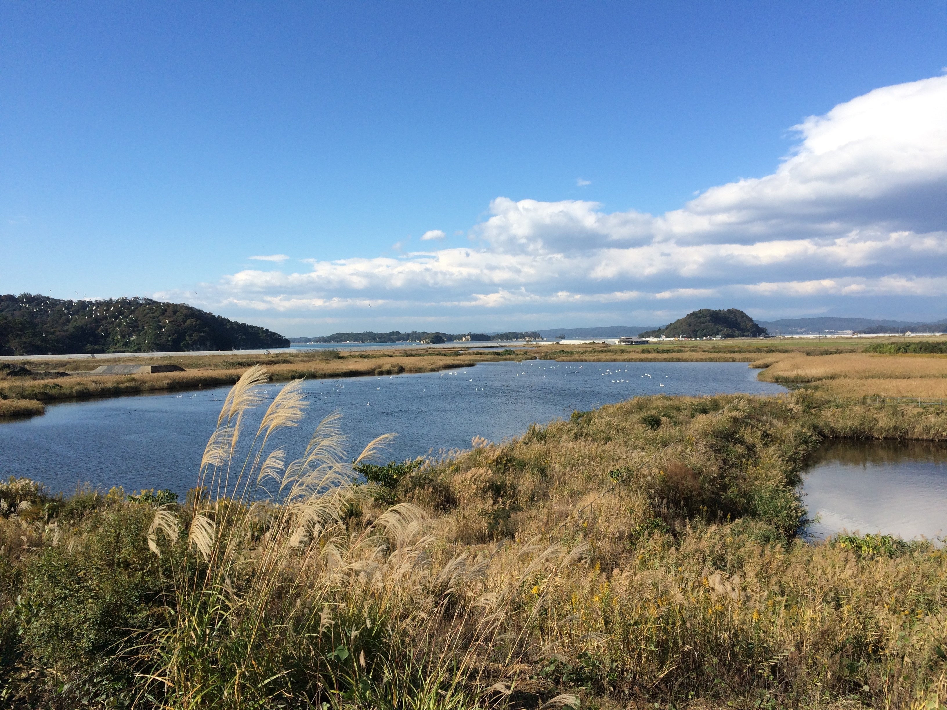 活動予定地の宮城県東松島市の湿地