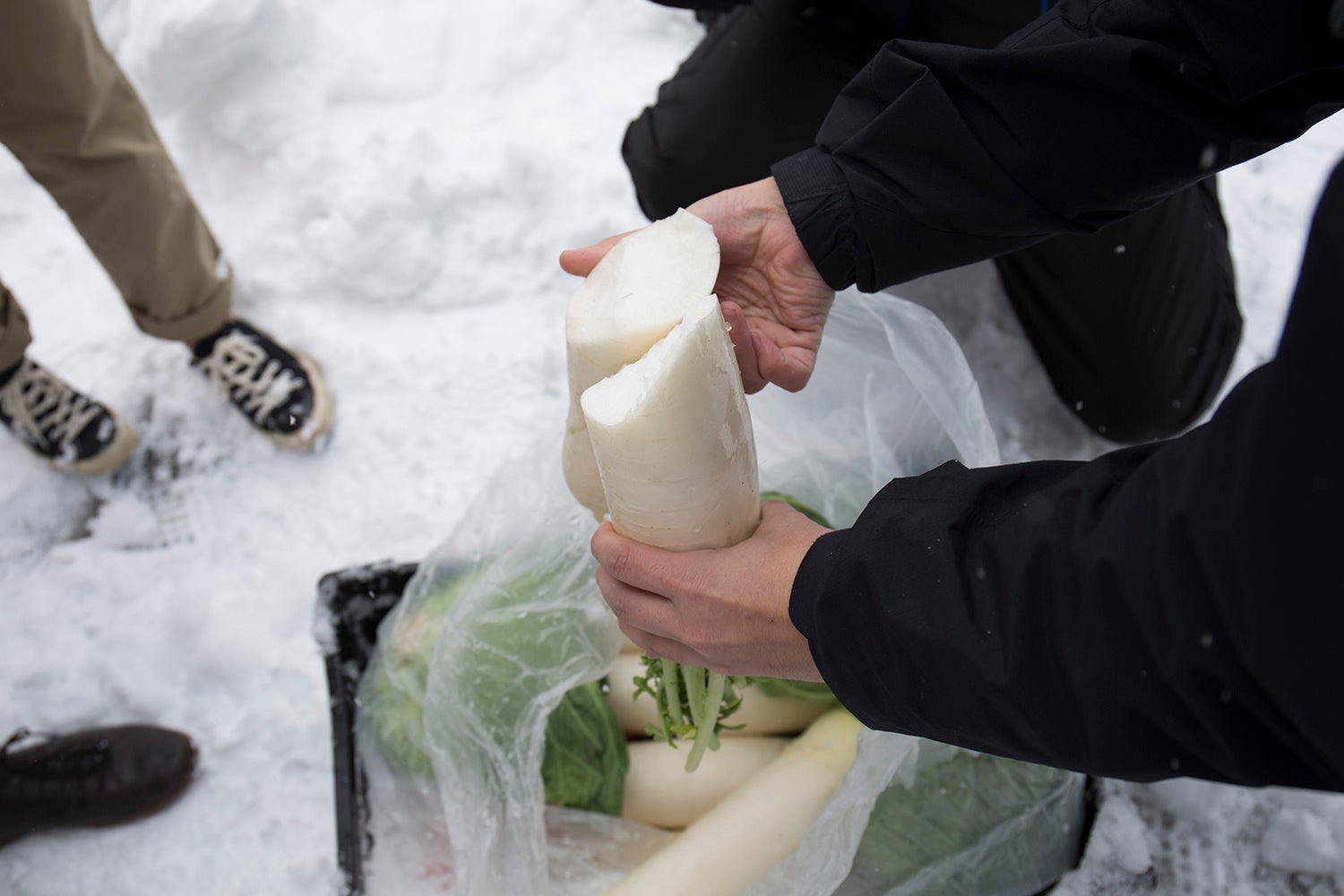 雪室貯蔵した野菜たち。甘味や栄養素が凝縮される。