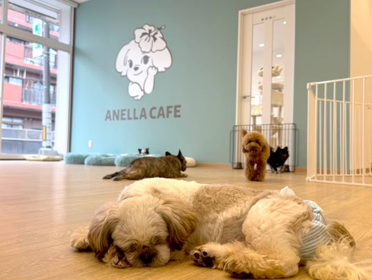 【岐阜初上陸】全国26店舗目!保護犬猫×福祉の新しい形「ANELLA CAFE 岐阜土岐店」が4月24日(金)グランドオープン! 【岐阜初上陸】全国26店舗目!保護犬猫×福祉の新しい形「ANELLA CAFE 岐阜土岐店」が4月24日(金)グランドオープン!