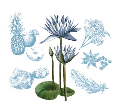 花風PLATINA Blue Water Lily 香りのイメージ図