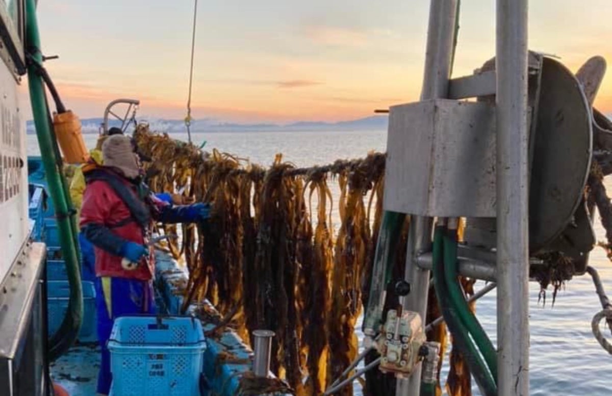 わかめ養殖業の後継者など、地場産業の担い手を募集する