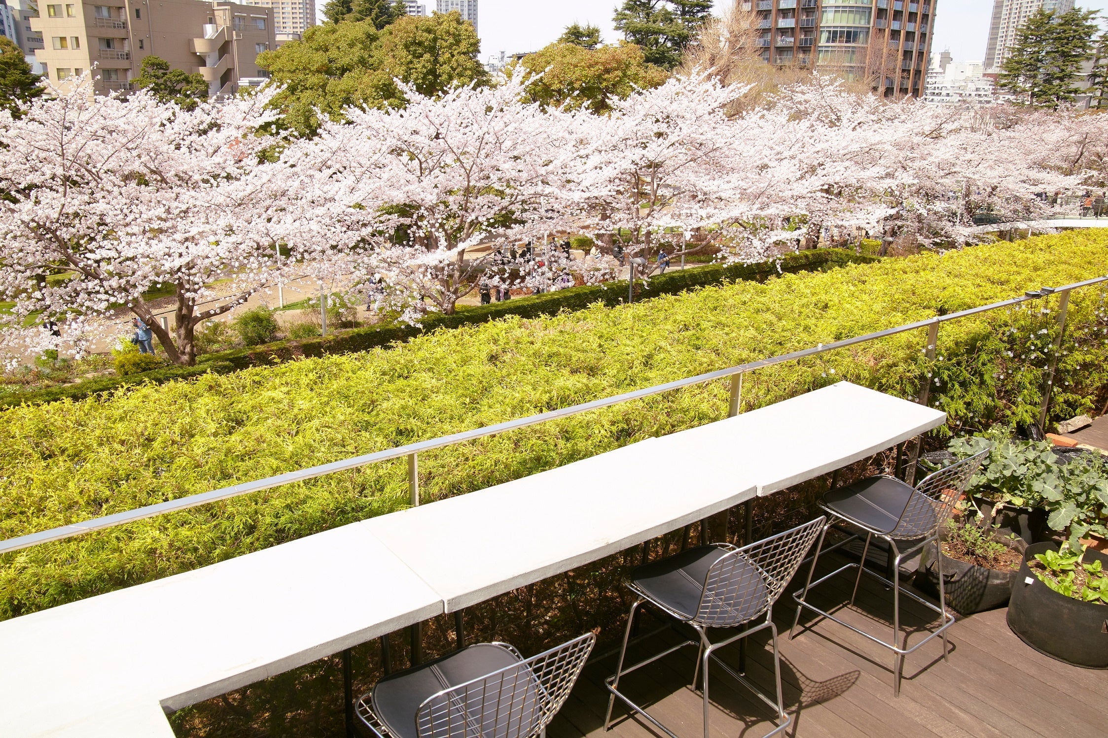 満開の桜が望めるukafeテラス。