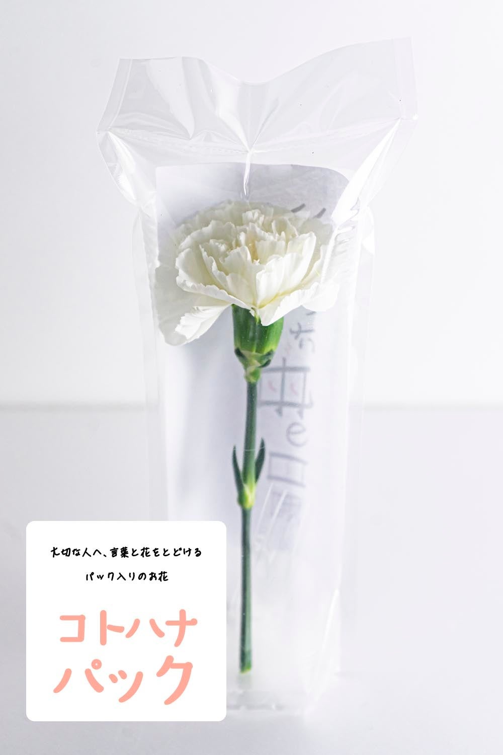「コトハナパック」カーネーション白