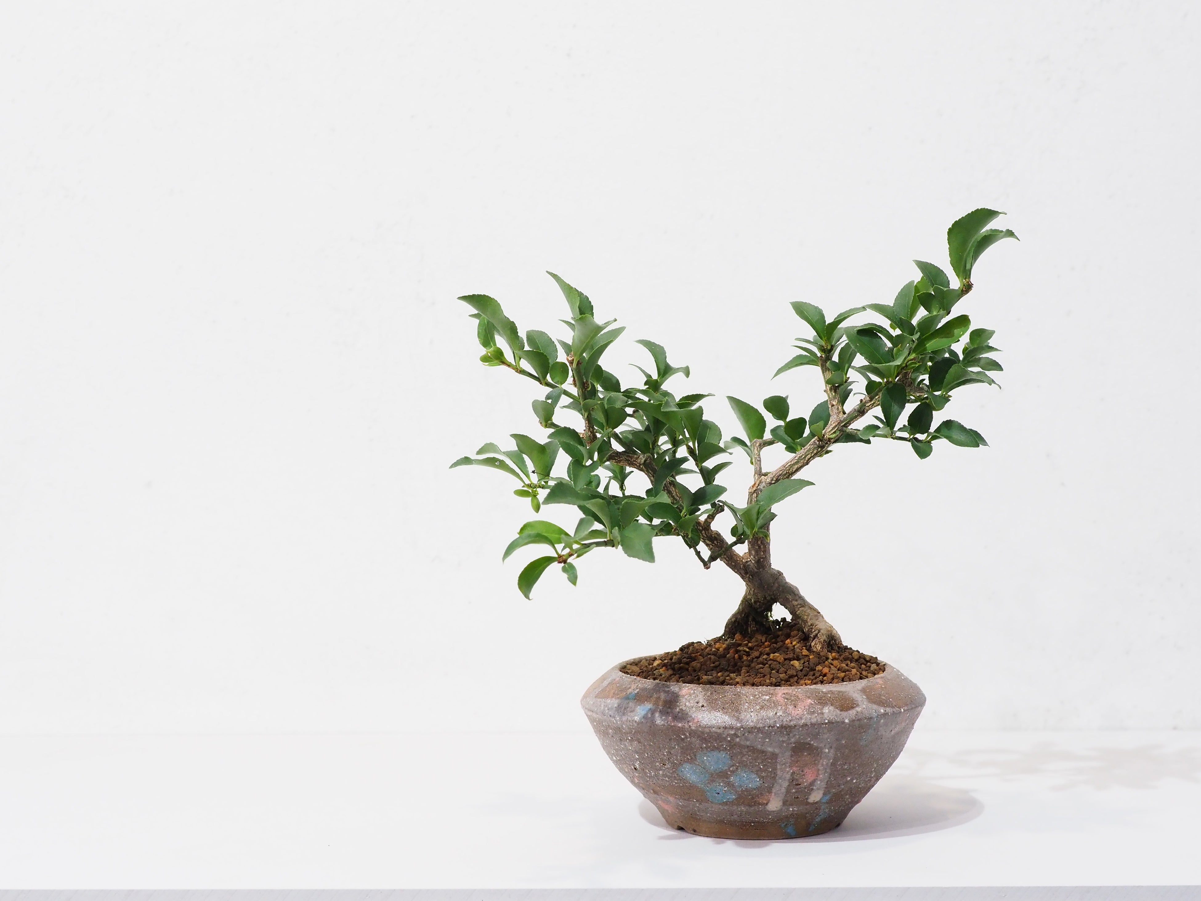 高橋星児の器を自ら選ぶ