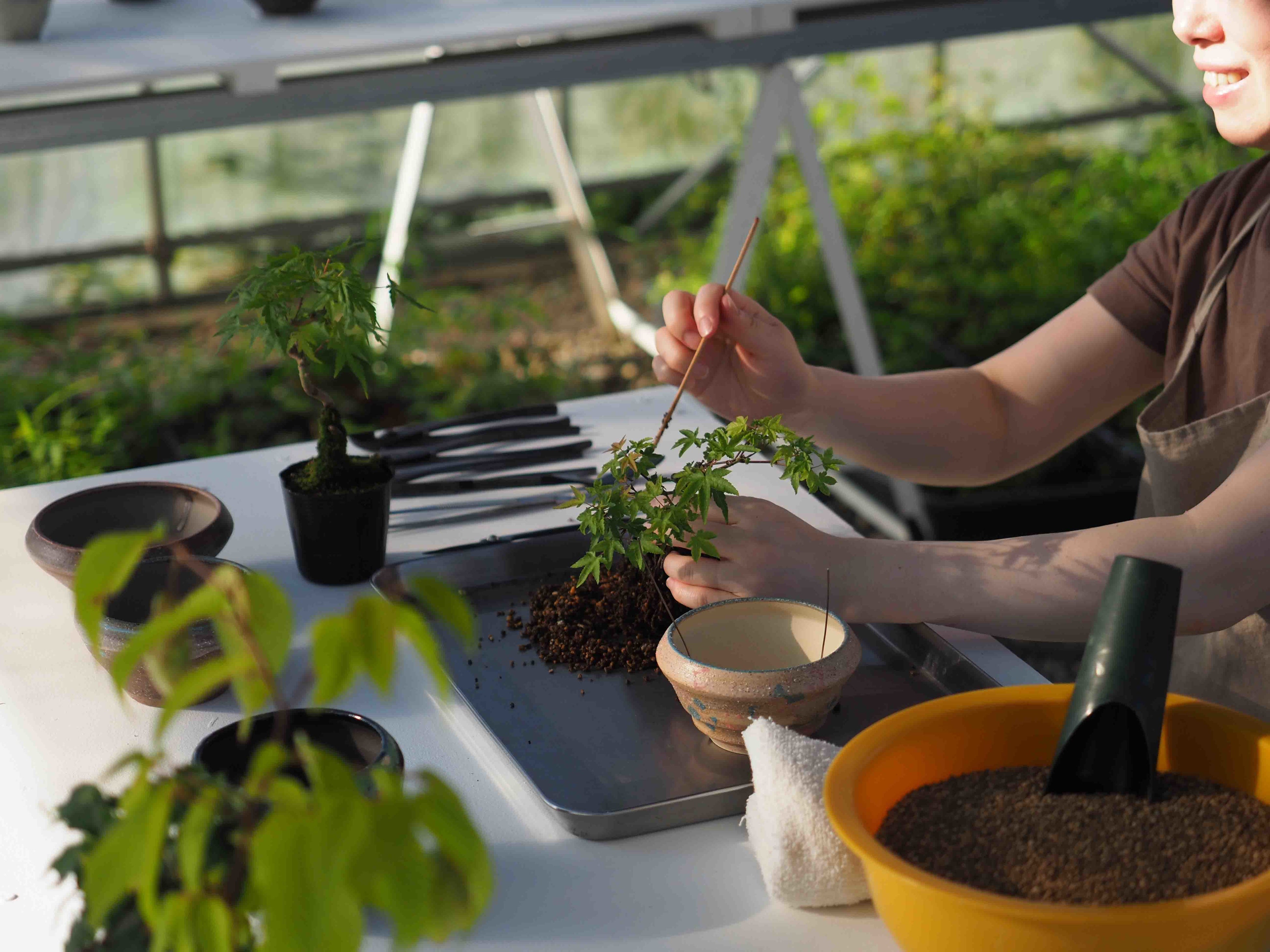 選んだ鉢に盆栽を作り上げる