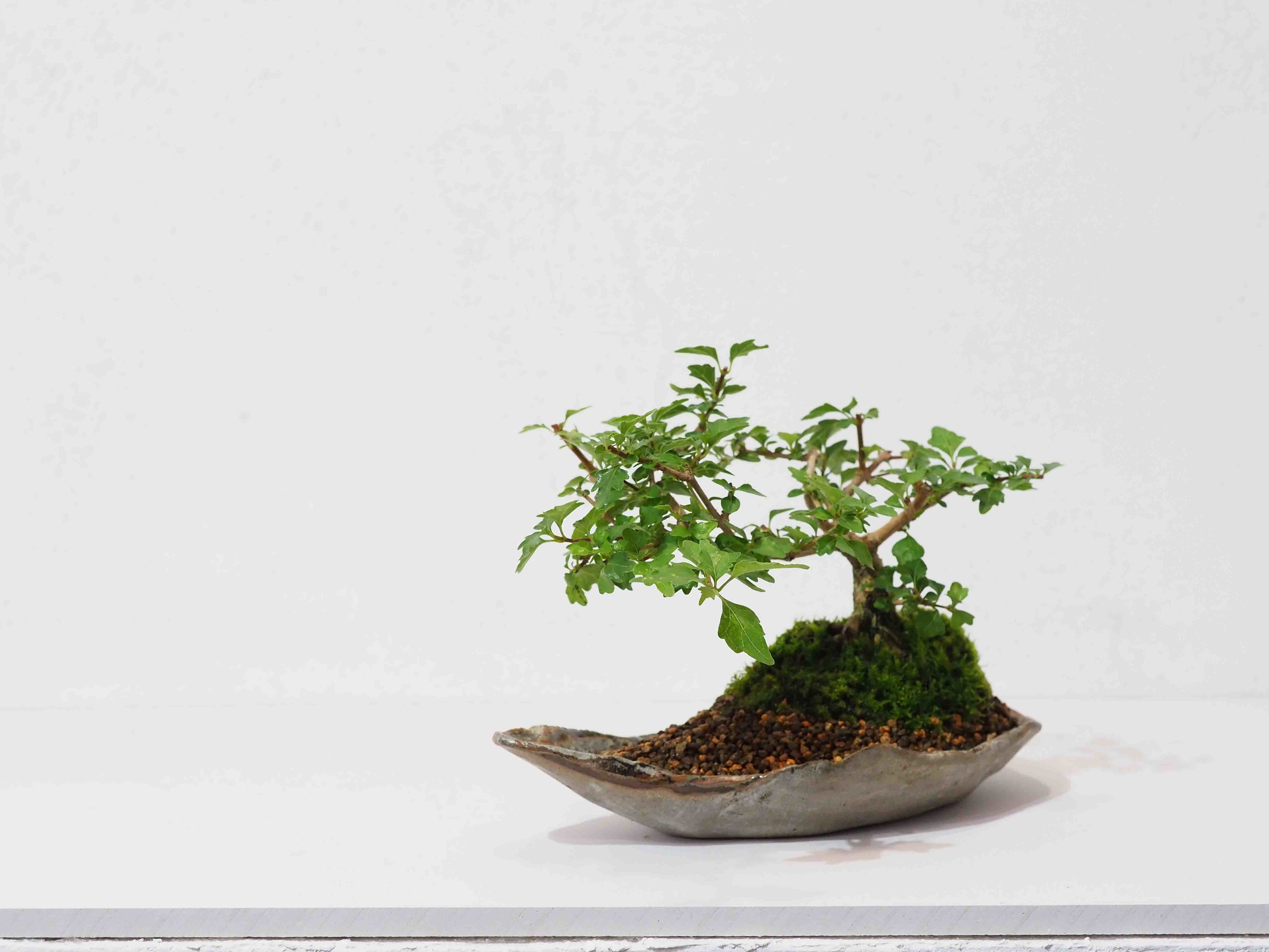 平皿もご用意しています