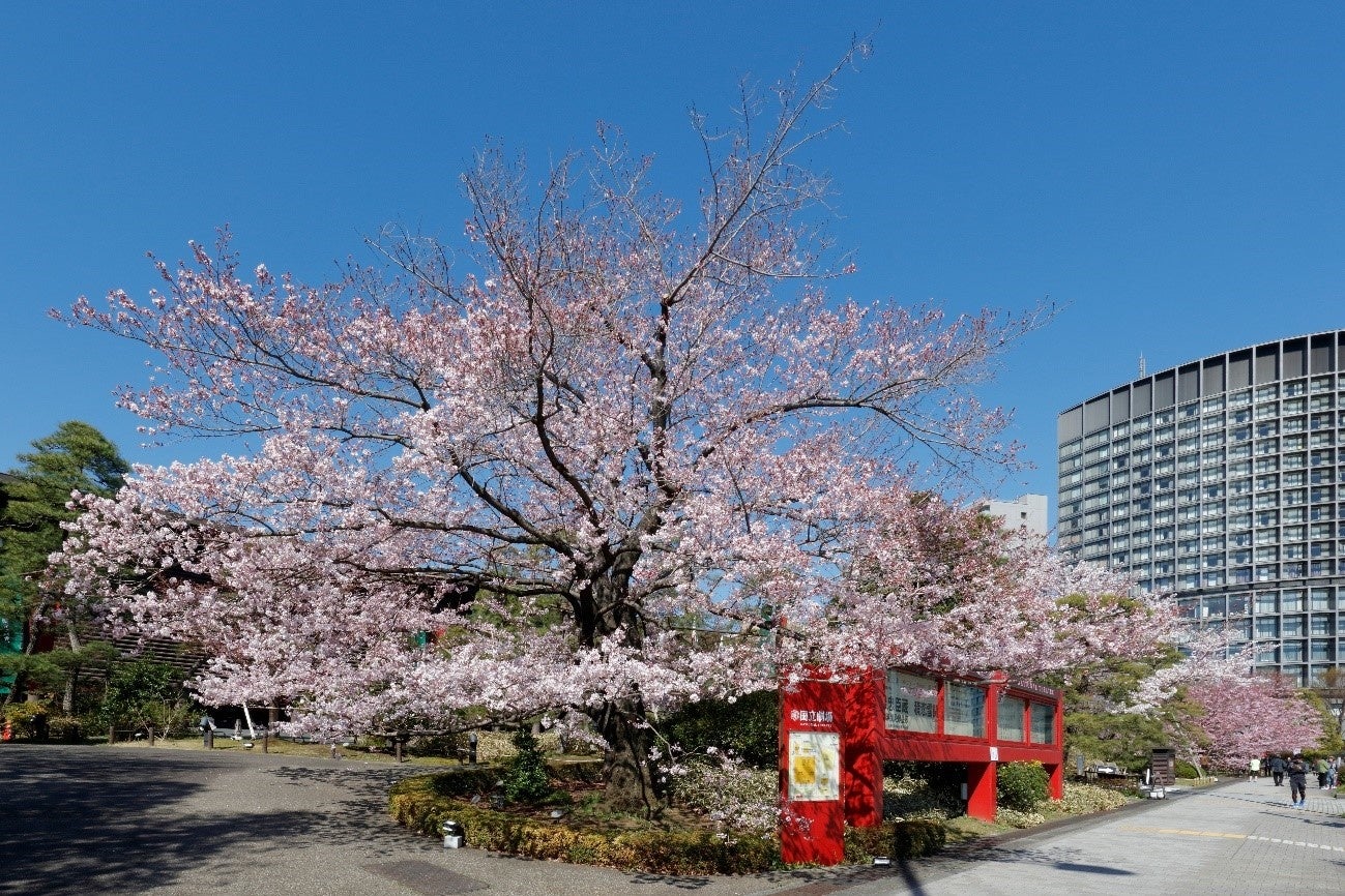 前庭の桜 写真:国立劇場提供