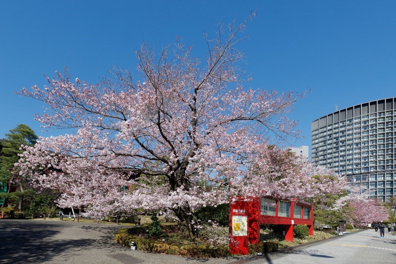 前庭の桜　写真：国立劇場提供