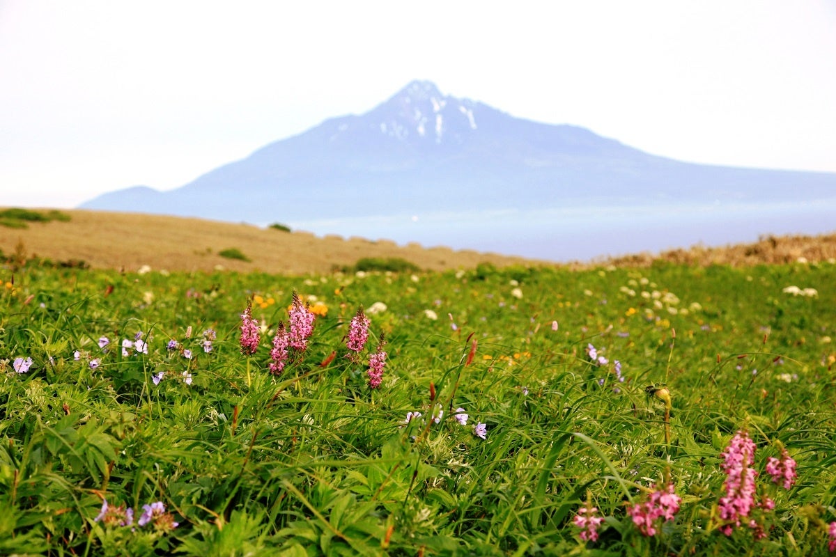 桃岩展望台　提供：礼文島観光協会