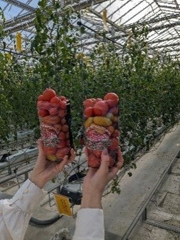 ワンダーファーム トマト農園