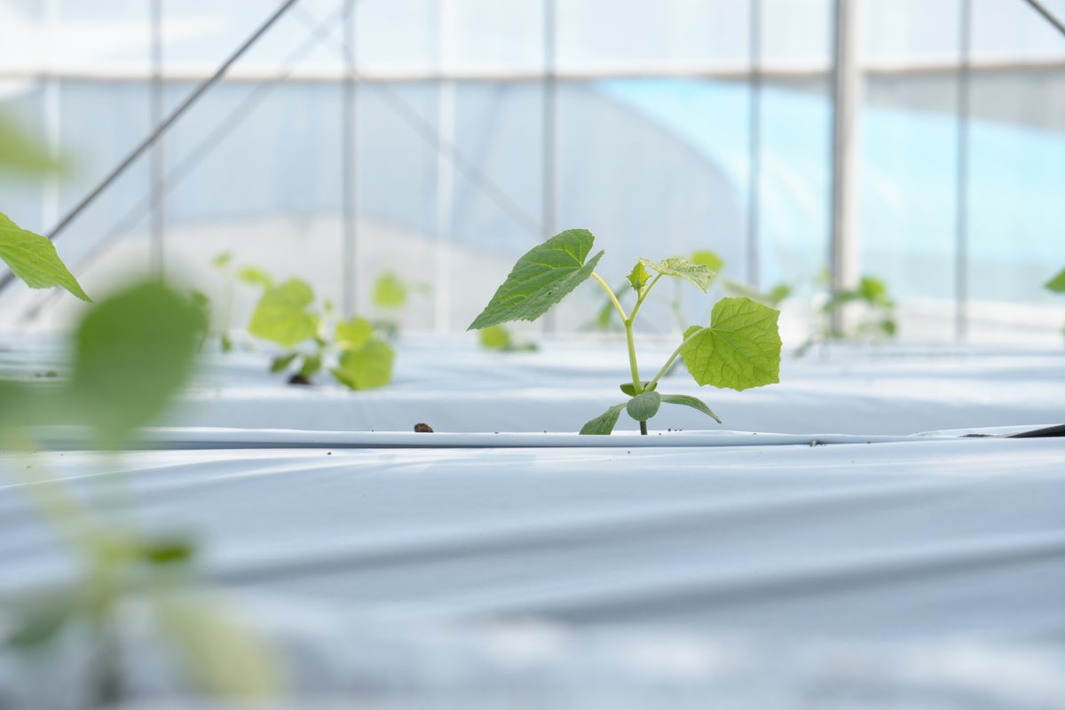 AGRIST×welzo、キュウリ栽培の「再現性の高い自動化モデル」構築へ宮崎県新富町で共同実証を開始