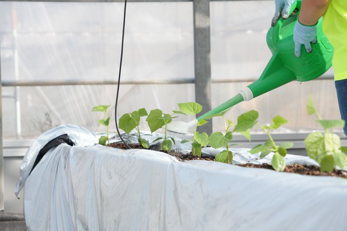 定植後の苗にたっぷり水を上げる様子