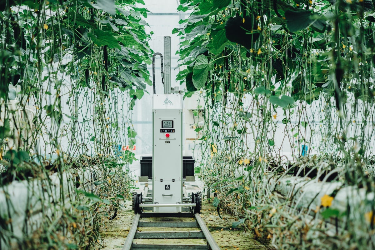 AGRIST×welzo、キュウリ栽培の「再現性の高い自動化モデル」構築へ宮崎県新富町で共同実証を開始
