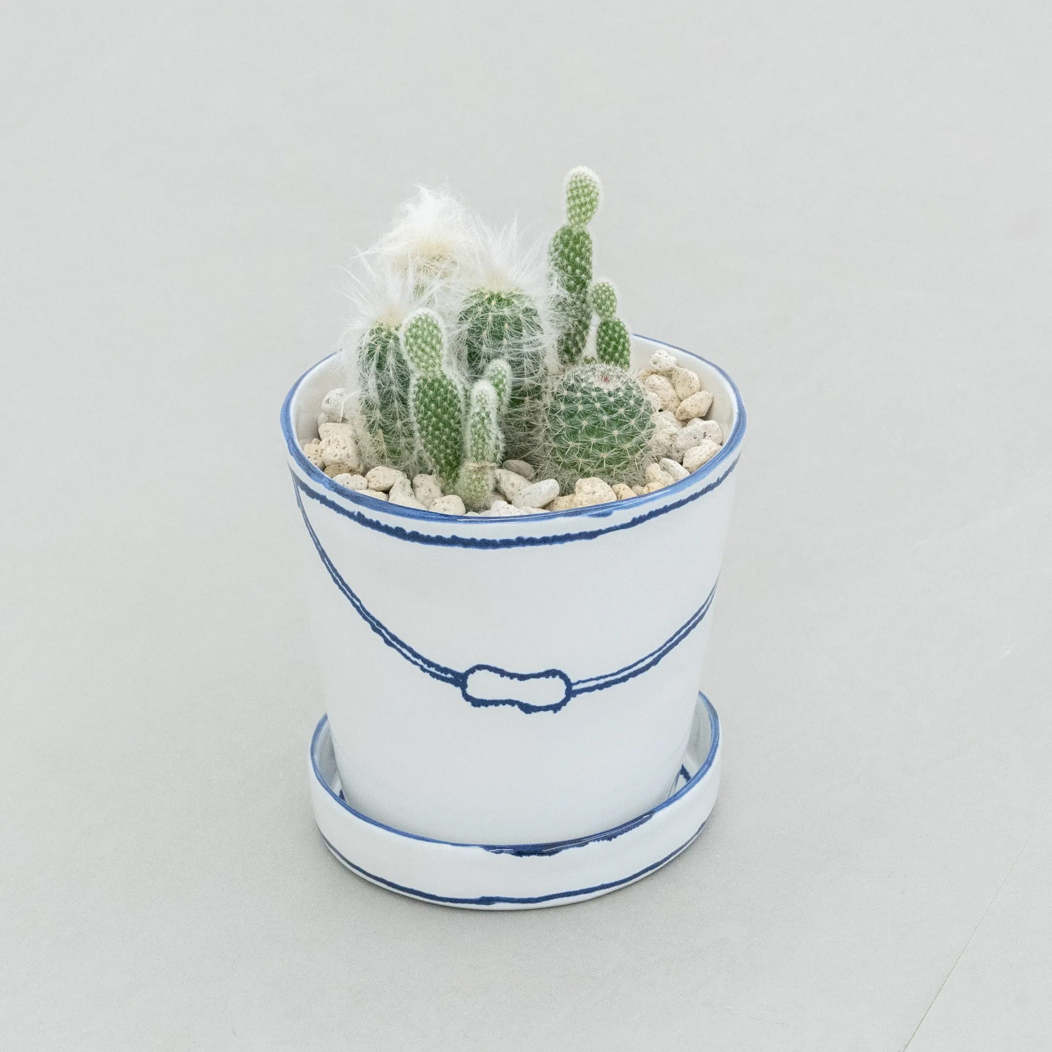 バケツの植木鉢（寄せ植え・サボテン）