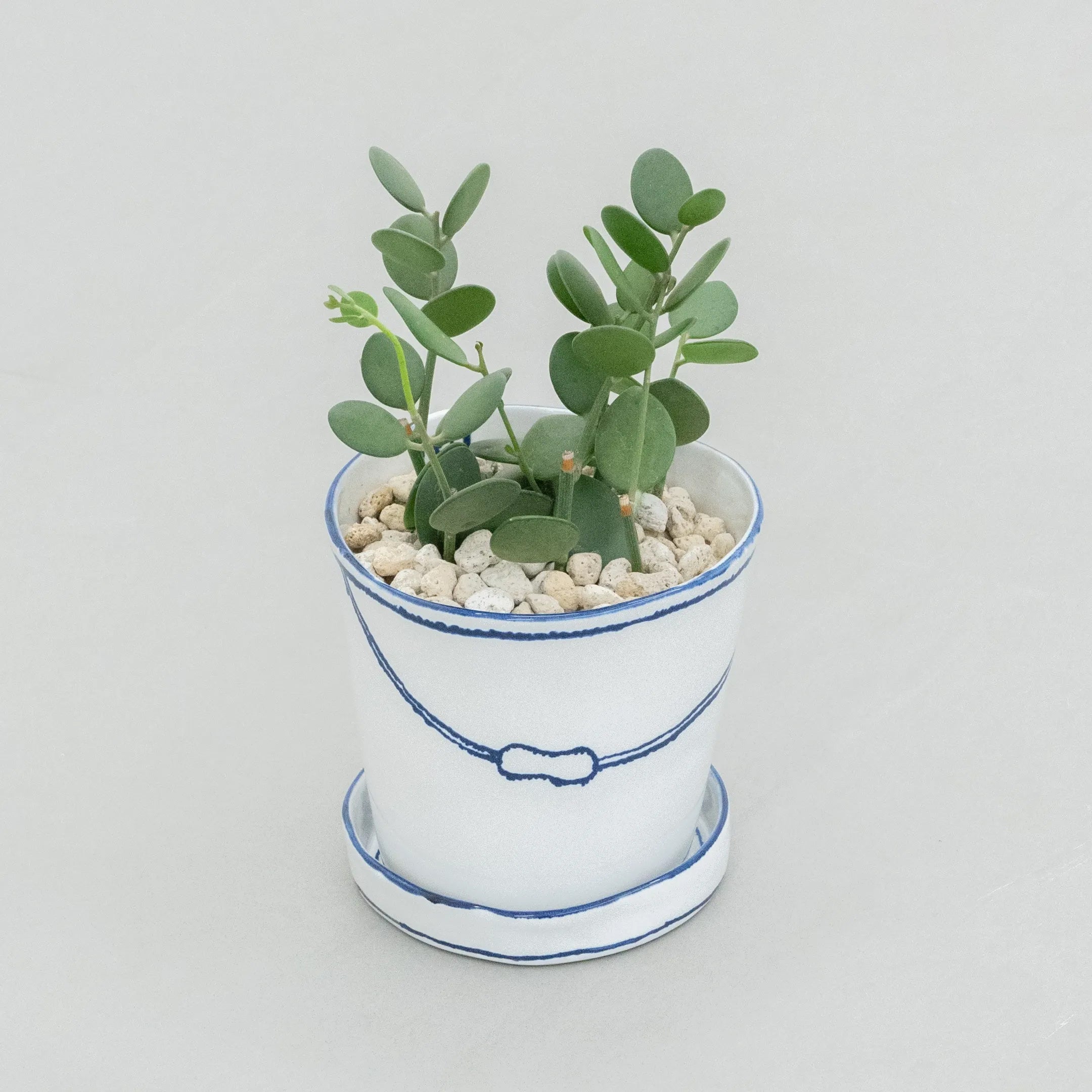 バケツの植木鉢（単体植え・グリーンドラム）