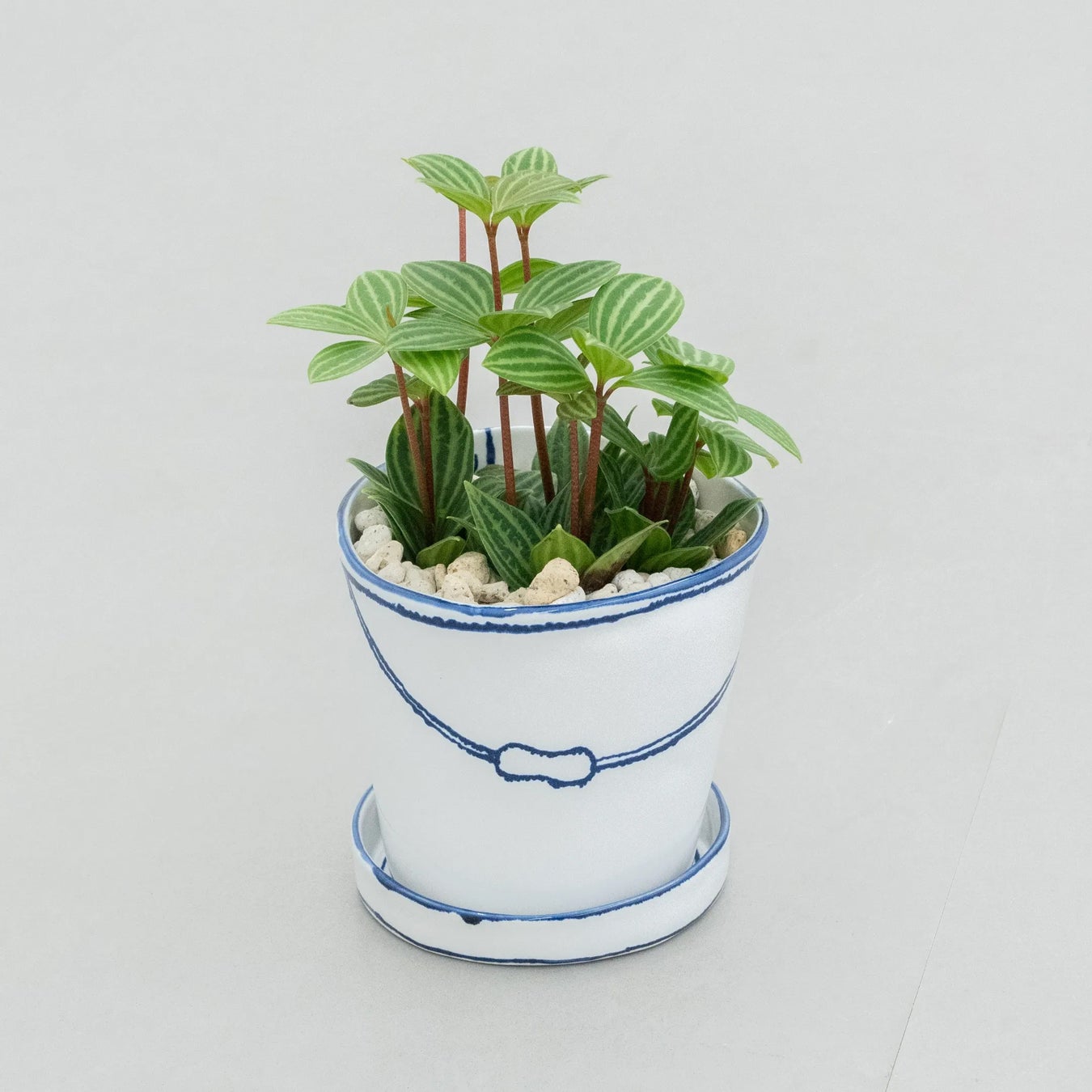 バケツの植木鉢(単体植え・ペペロミア)