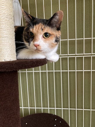 とものわで引き取った猫