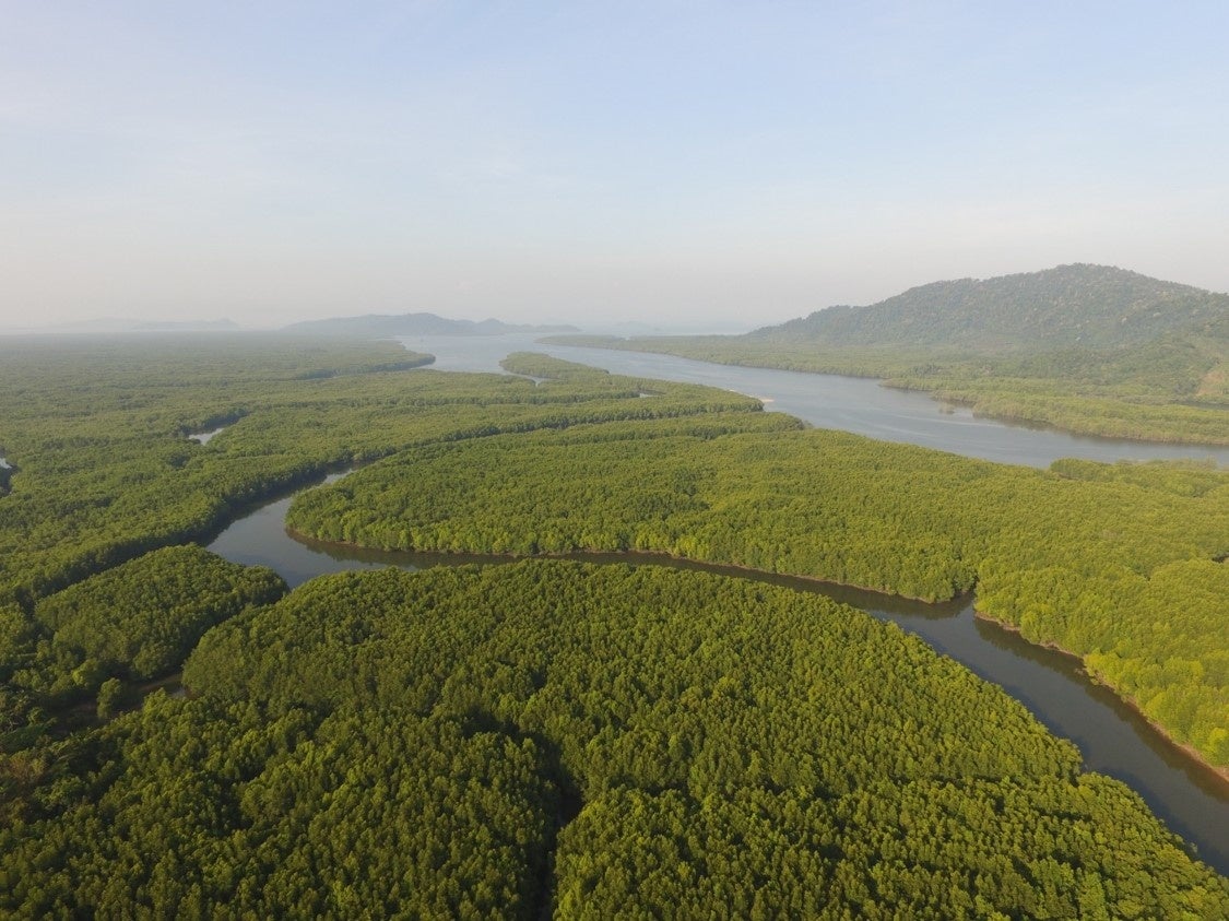 タイのマングローブ植林地は世界遺産登録を目指す