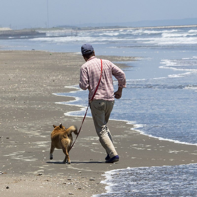 海辺の犬。トシさんとララ子の物語 本日発売！『田舎暮らしの本』8月号😁📖 別冊付録は「海辺の犬
