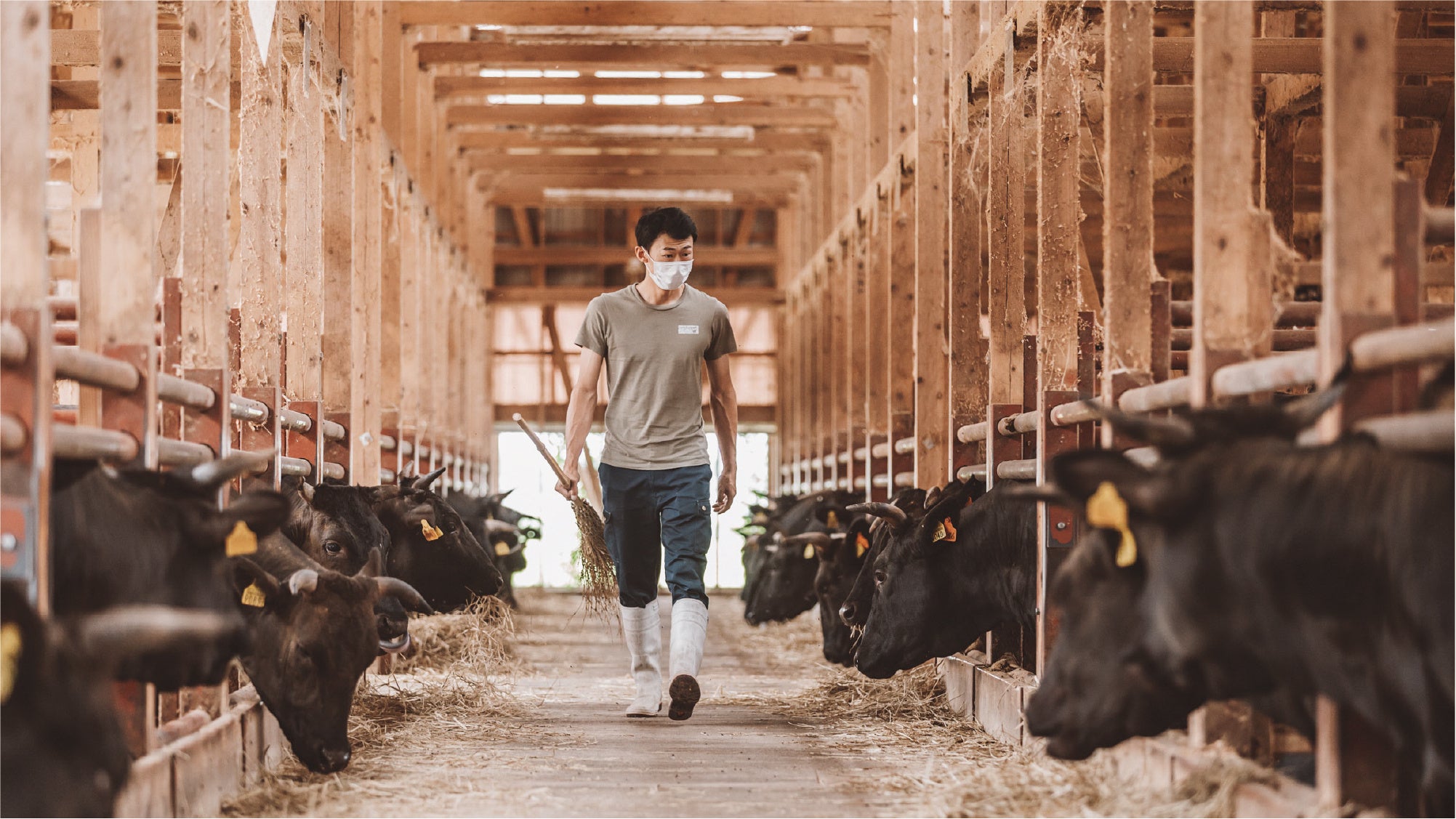 餌と環境に配慮して飼育される千日和牛（河北町）