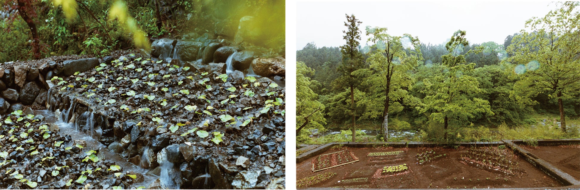 ©︎Daisuke Takashige|ワサビ田             ©︎Daisuke Takashige|野菜を育てている畑