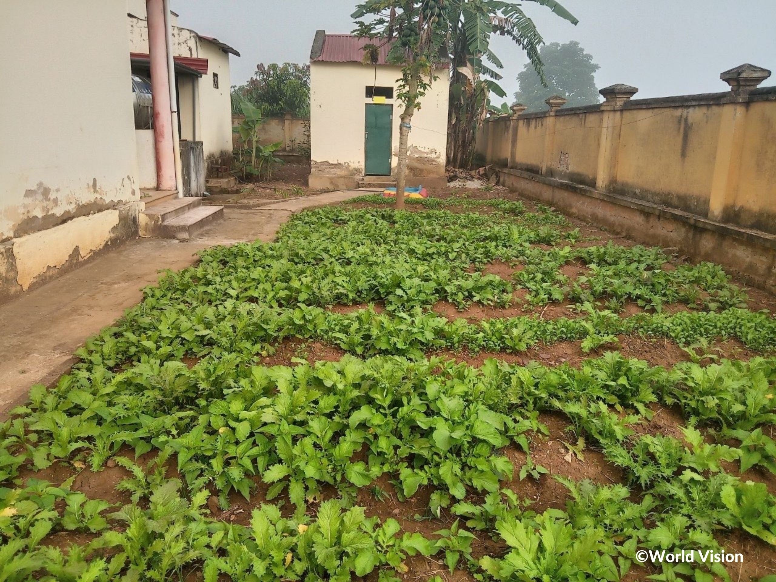 園内に菜園をつくり、からし菜を栽培する様子