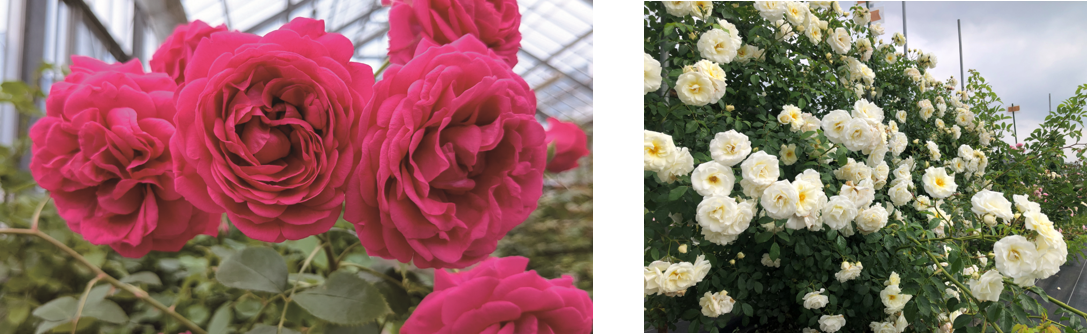 左から、この春、販売開始となる新品種「紅かさね」「真白」