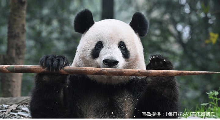 シャンシャンの誕生日ツアー開催!高氏貴博さんご協力の「毎日パンダ」からの特別企画 シャンシャンの誕生日ツアー開催!高氏貴博さんご協力の「毎日パンダ」からの特別企画