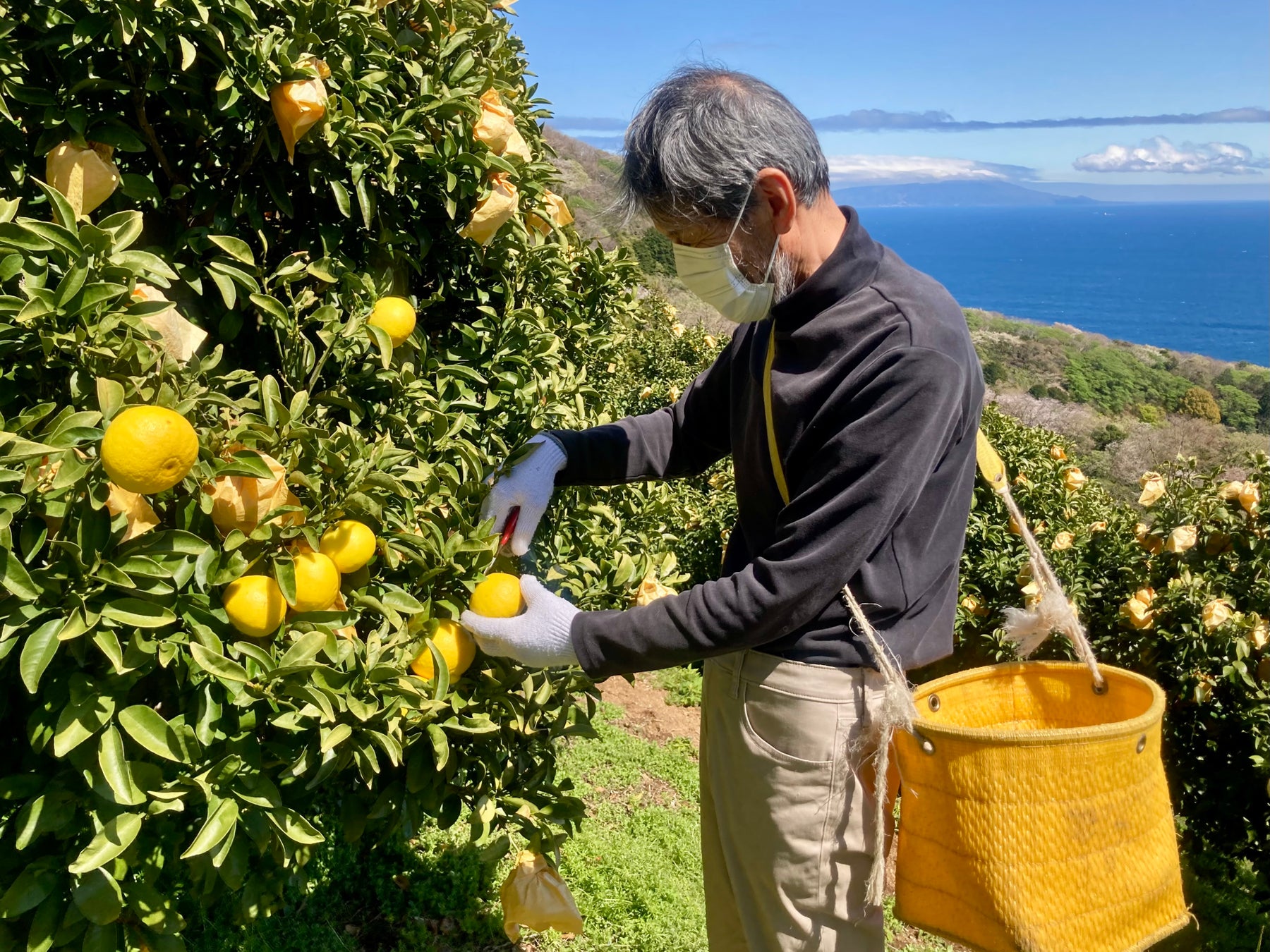 伊豆産ニューサマーオレンジパフェを期間限定販売 株式会社東急ホテルズのプレスリリース 伊豆産ニューサマーオレンジパフェを期間限定販売 株式会社東急ホテルズのプレスリリース