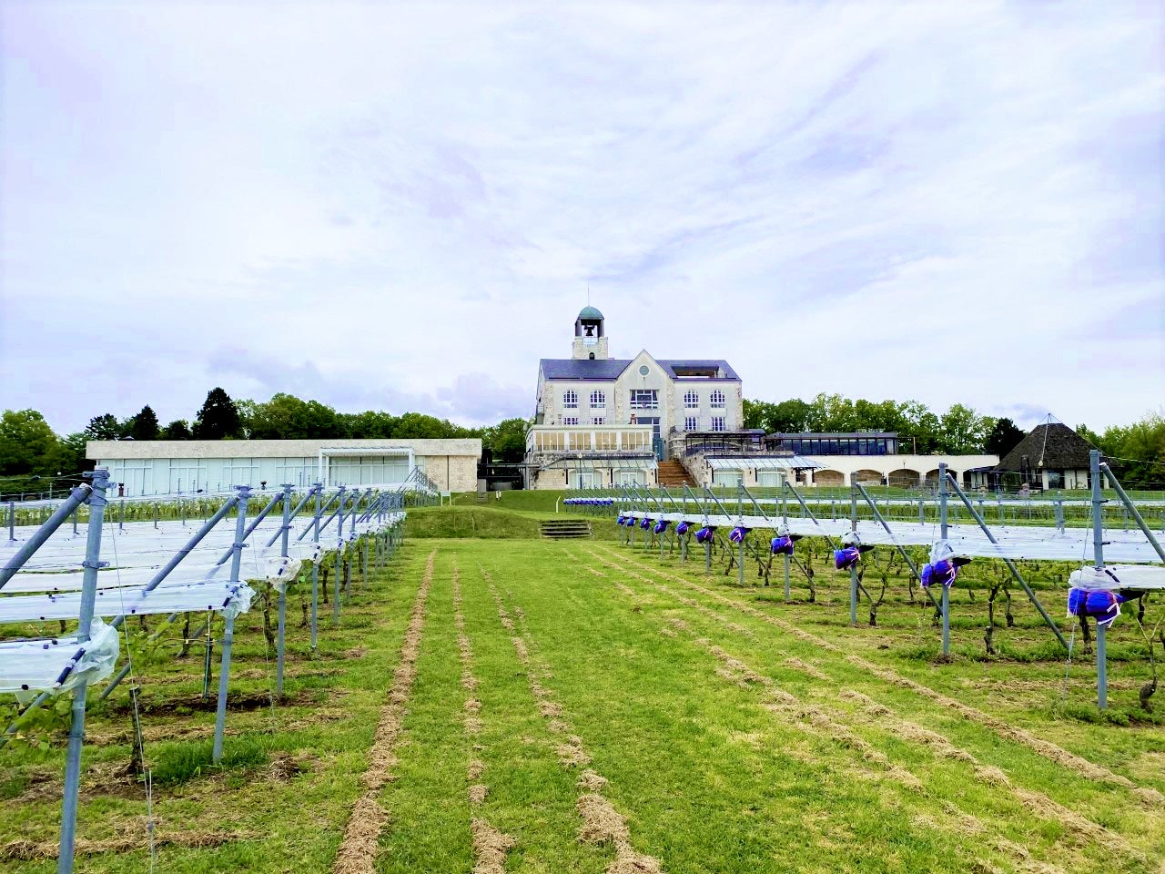中伊豆ワイナリーシャトーT.Sと眼下に広がるぶどう畑