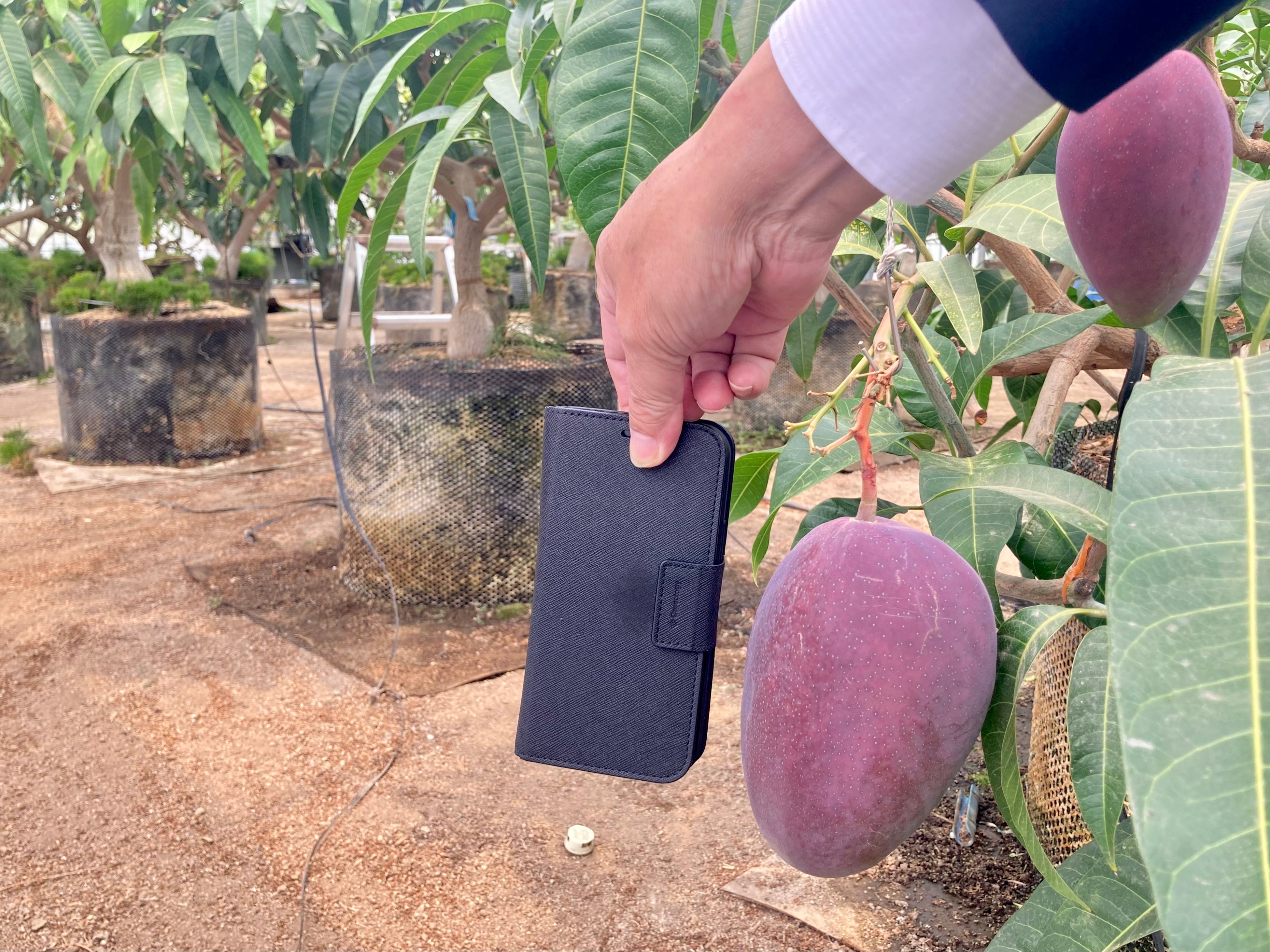 大きなアップルマンゴー