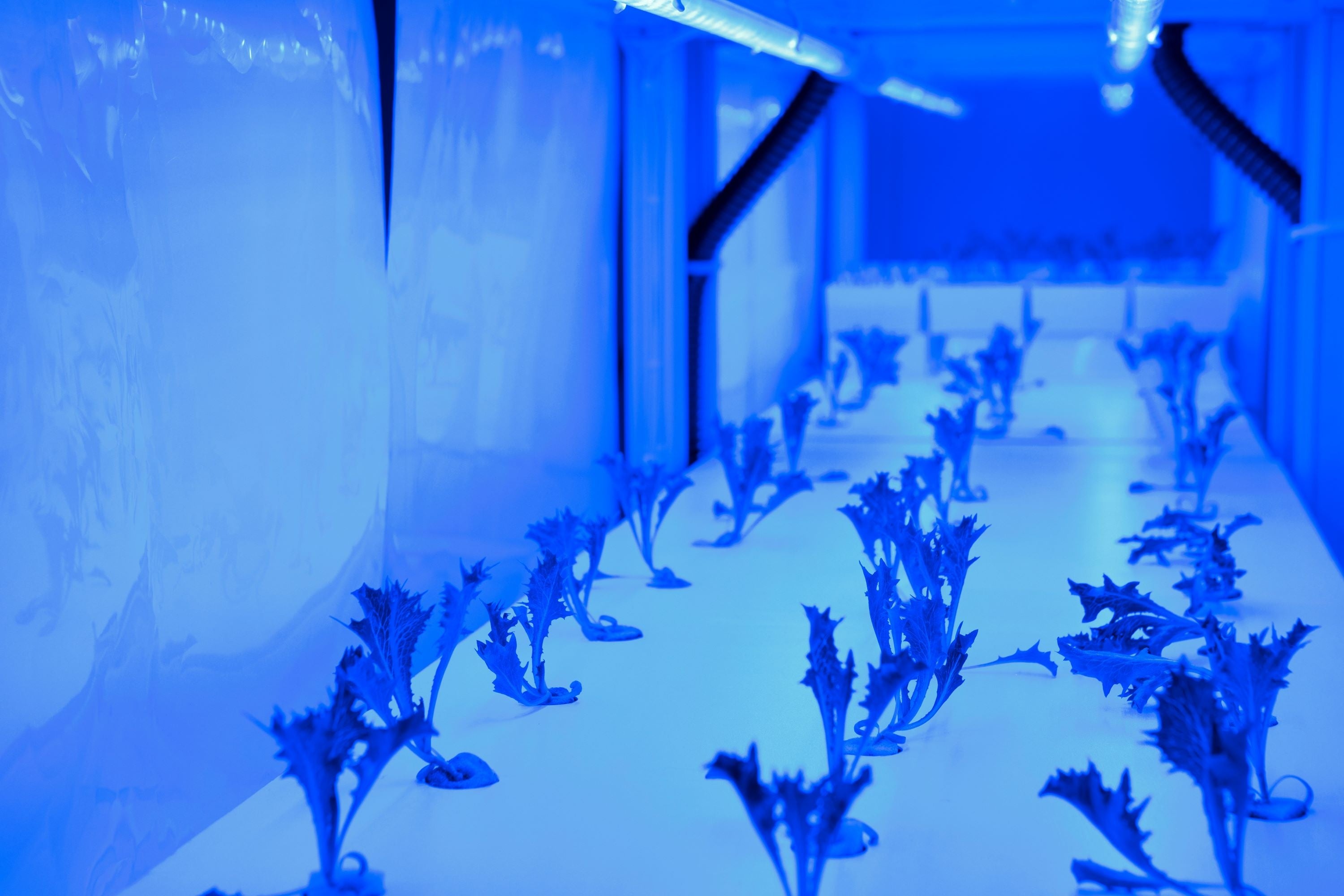 ホテルロビー内でのレタス栽培の様子