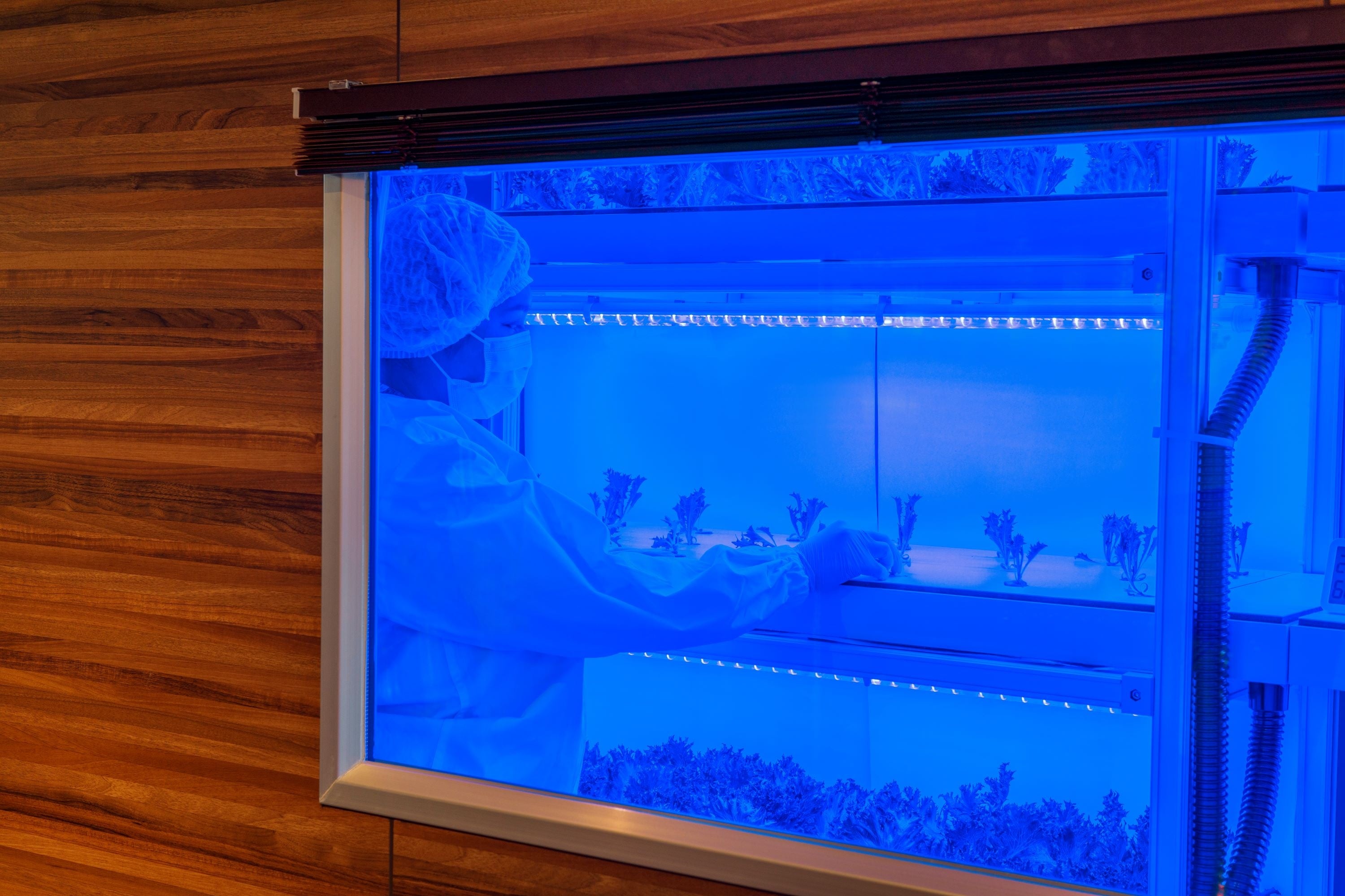 ホテルロビー内レタス工場（収穫の様子）