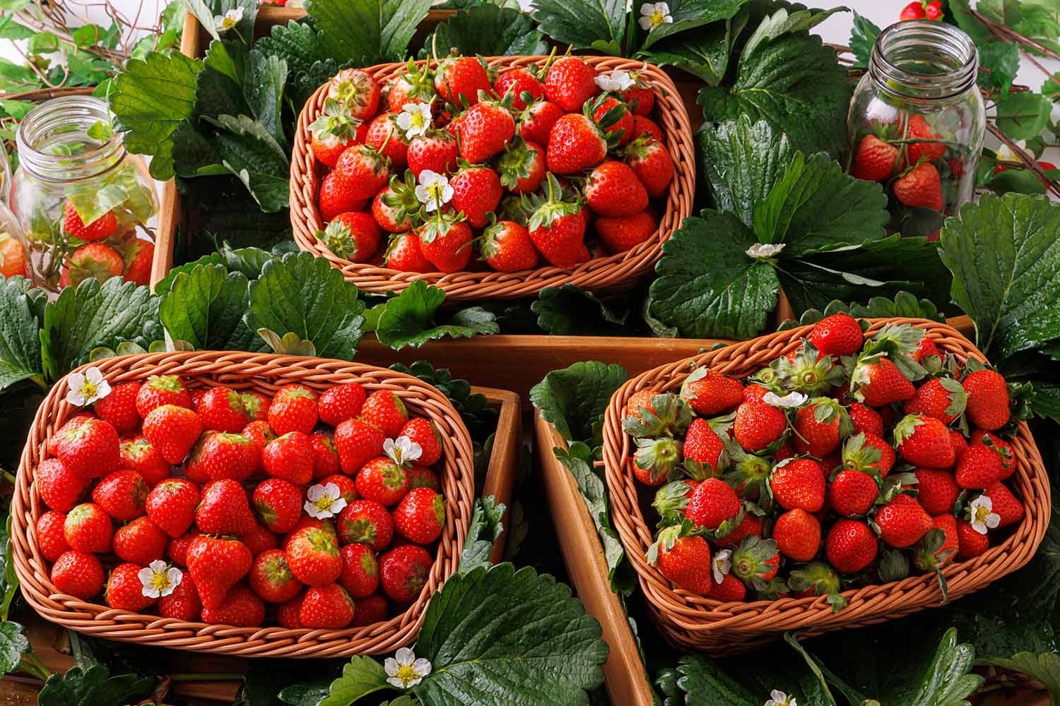 ▲いちごの食べ比べ