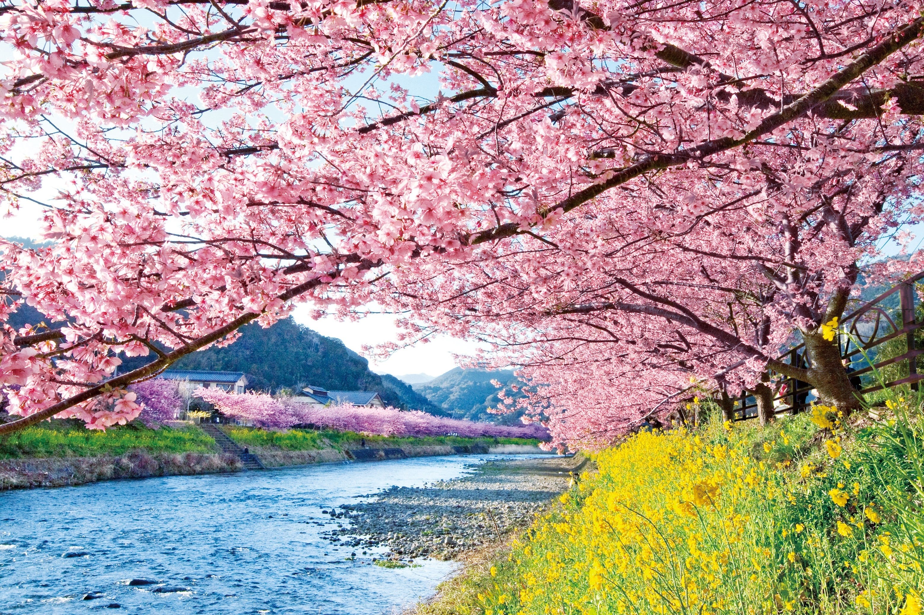 河津桜まつりイメージ