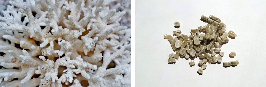 原料となる白化した養殖サンゴとペレット