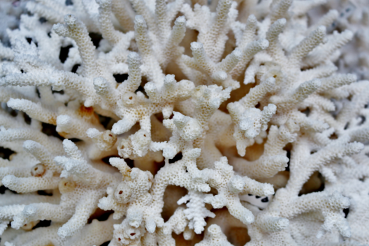 原料となる白化した養殖サンゴ