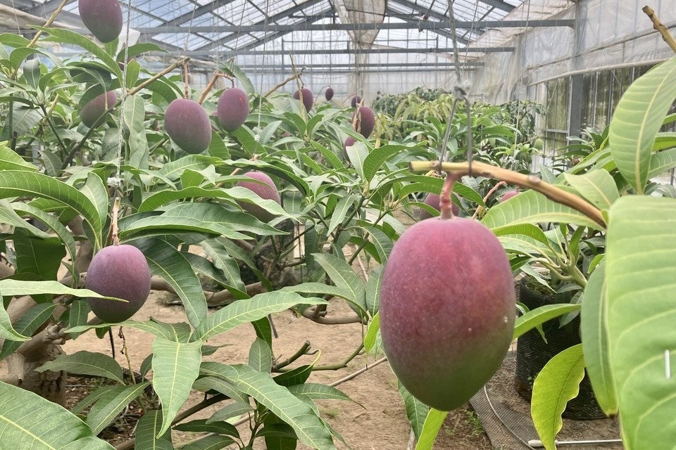 河津産マンゴーの栽培の様子