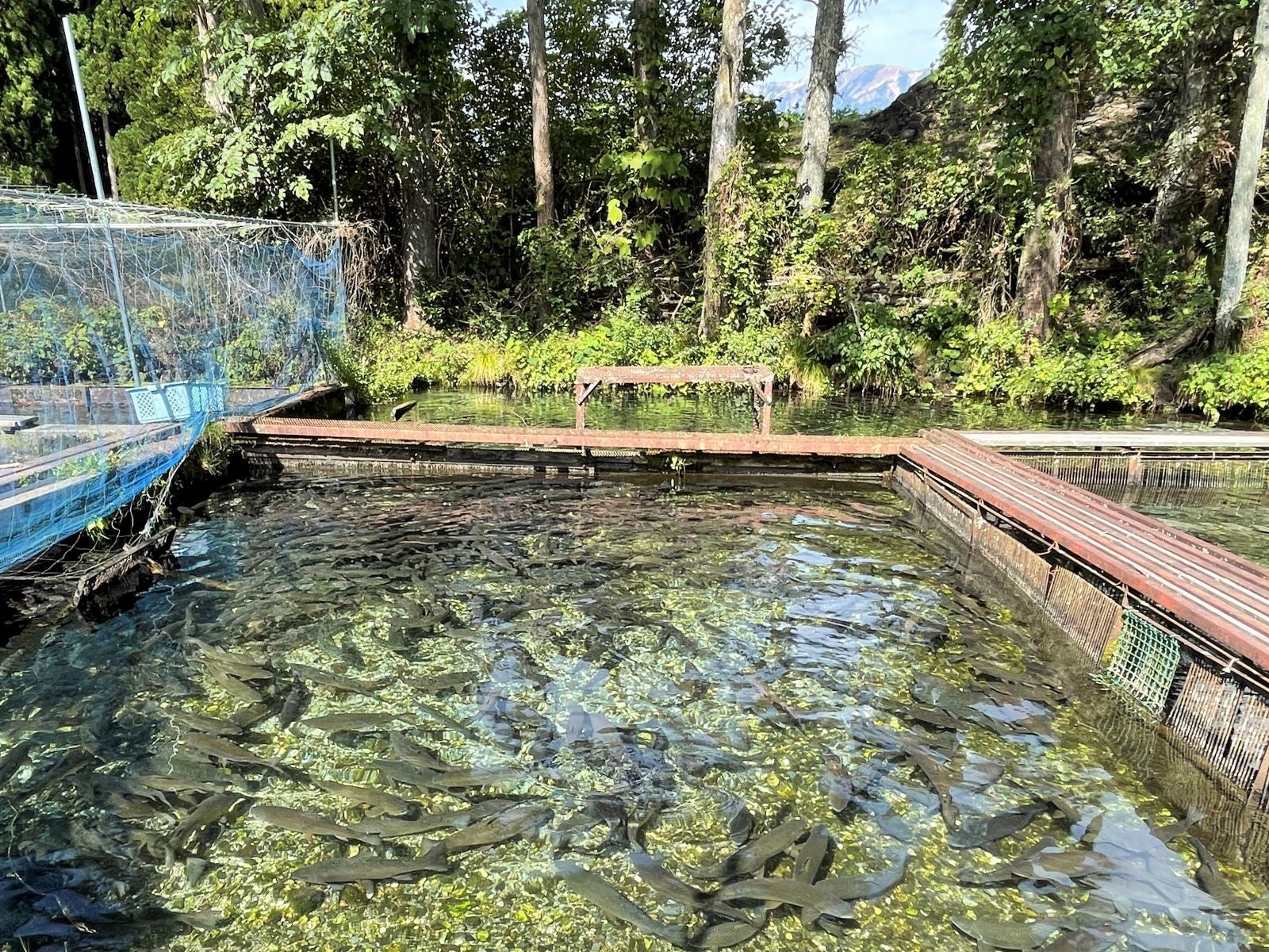 白馬の山々の麓に湧き出す湧水で育つ