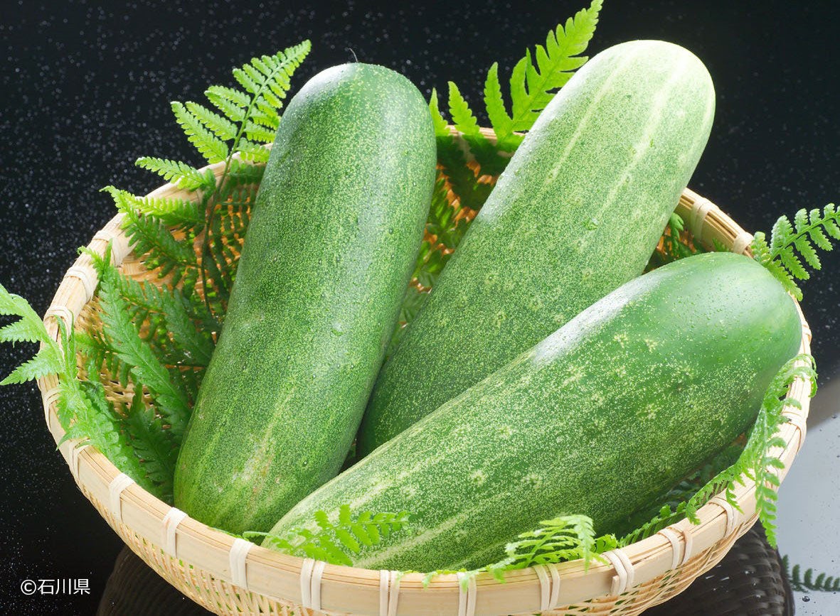 加賀太きゅうり