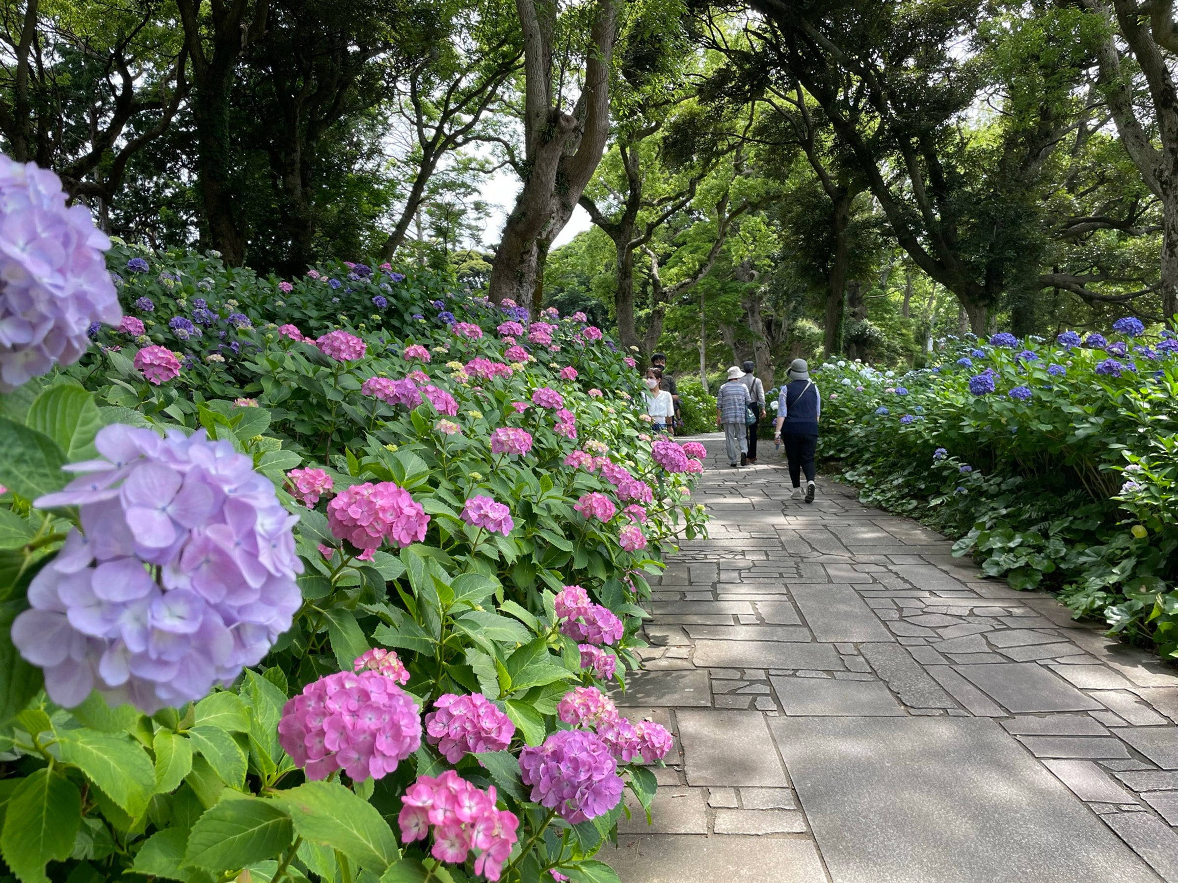「下田あじさい祭」会場の下田公園は、下田東急ホテルからちょうどよい散策コース