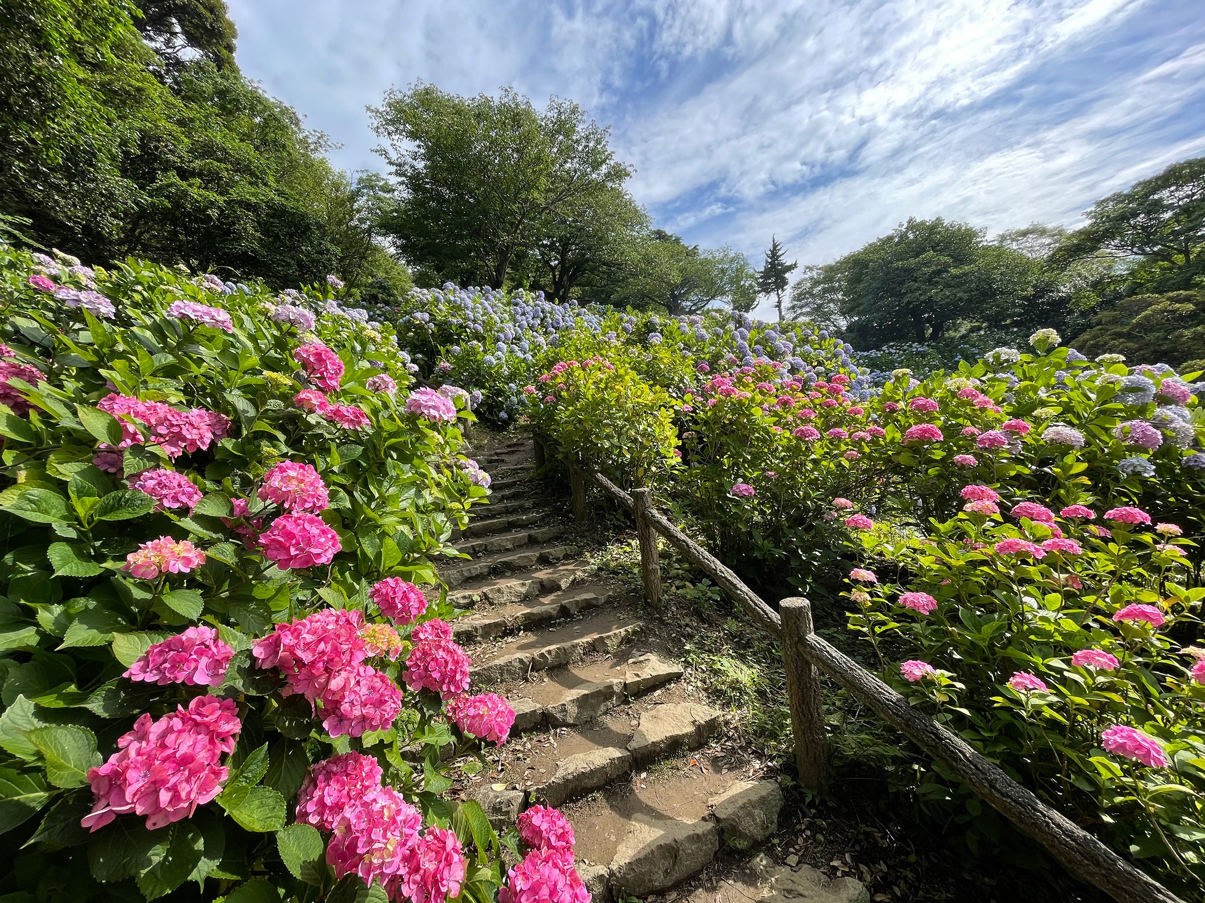 300万輪のあじさいが咲くと言われる下田あじさい祭