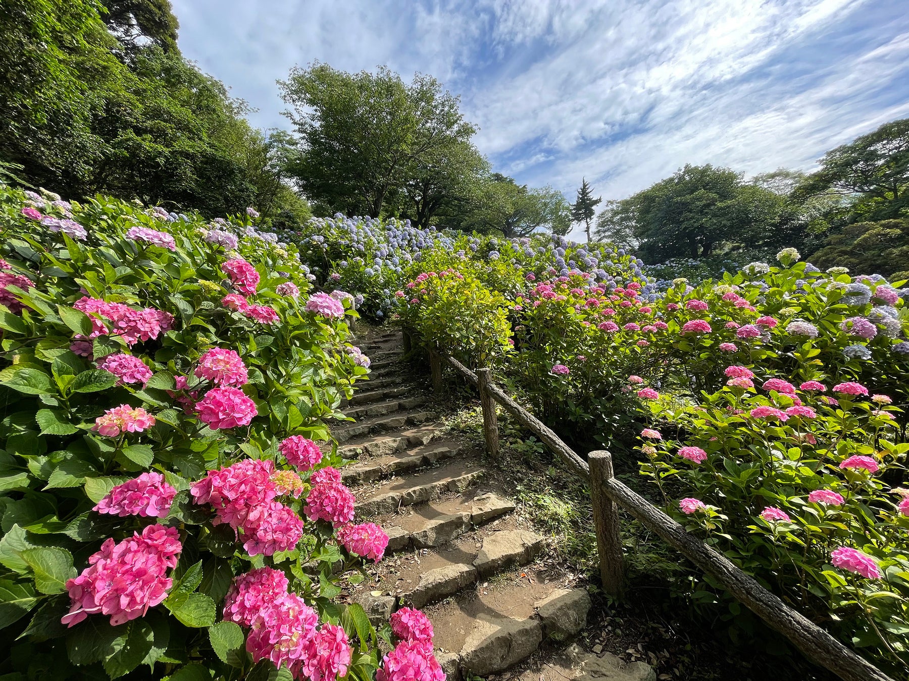 300万輪のあじさいが咲くと言われる下田あじさい祭