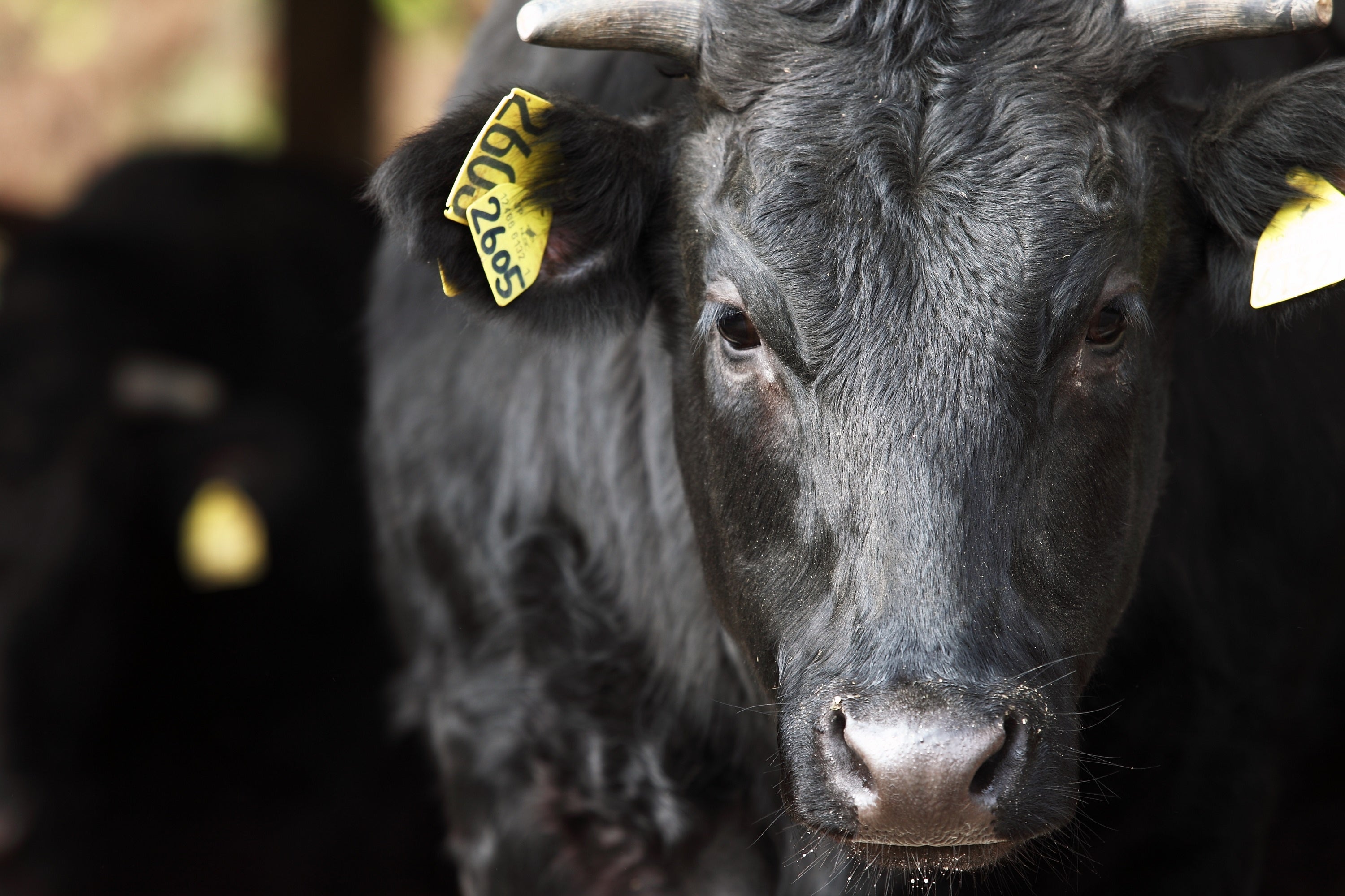 The Okura Tokyoのオリジナル和牛「オークラ牛」