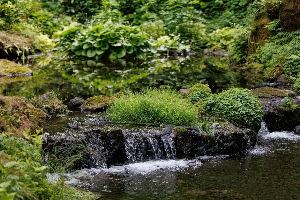 敷地内に湧き出る「御膳水」