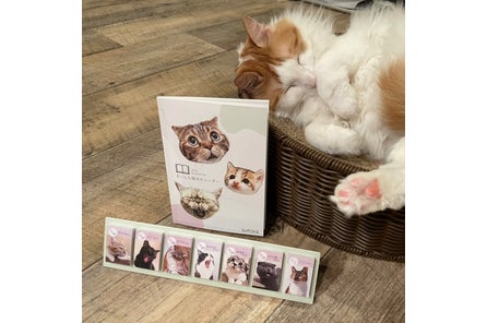 22年は毎日違う猫ちゃんと 新感覚の 日めくり猫カレンダー 登場 株式会社tiramisuのプレスリリース 22年は毎日違う猫ちゃんと 新感覚の 日めくり猫カレンダー 登場 株式会社tiramisuのプレスリリース