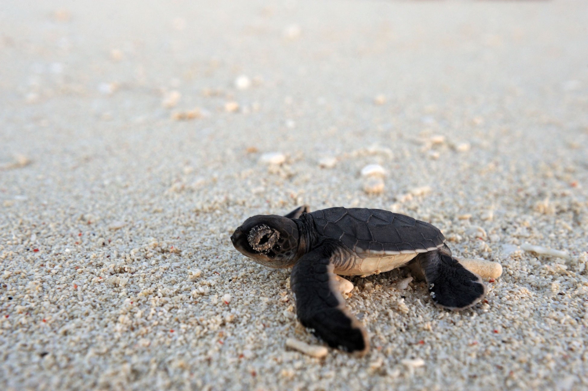 &Beyond Mnemba Island Turtle